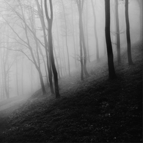 Black and white image of a misty wooded area