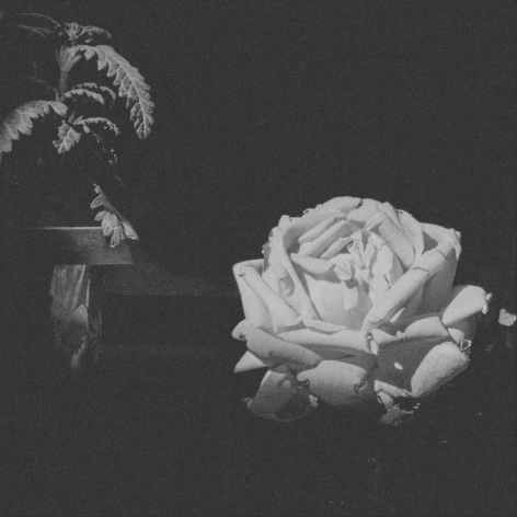 Black and white image of a large, pale flower against a dark backdrop