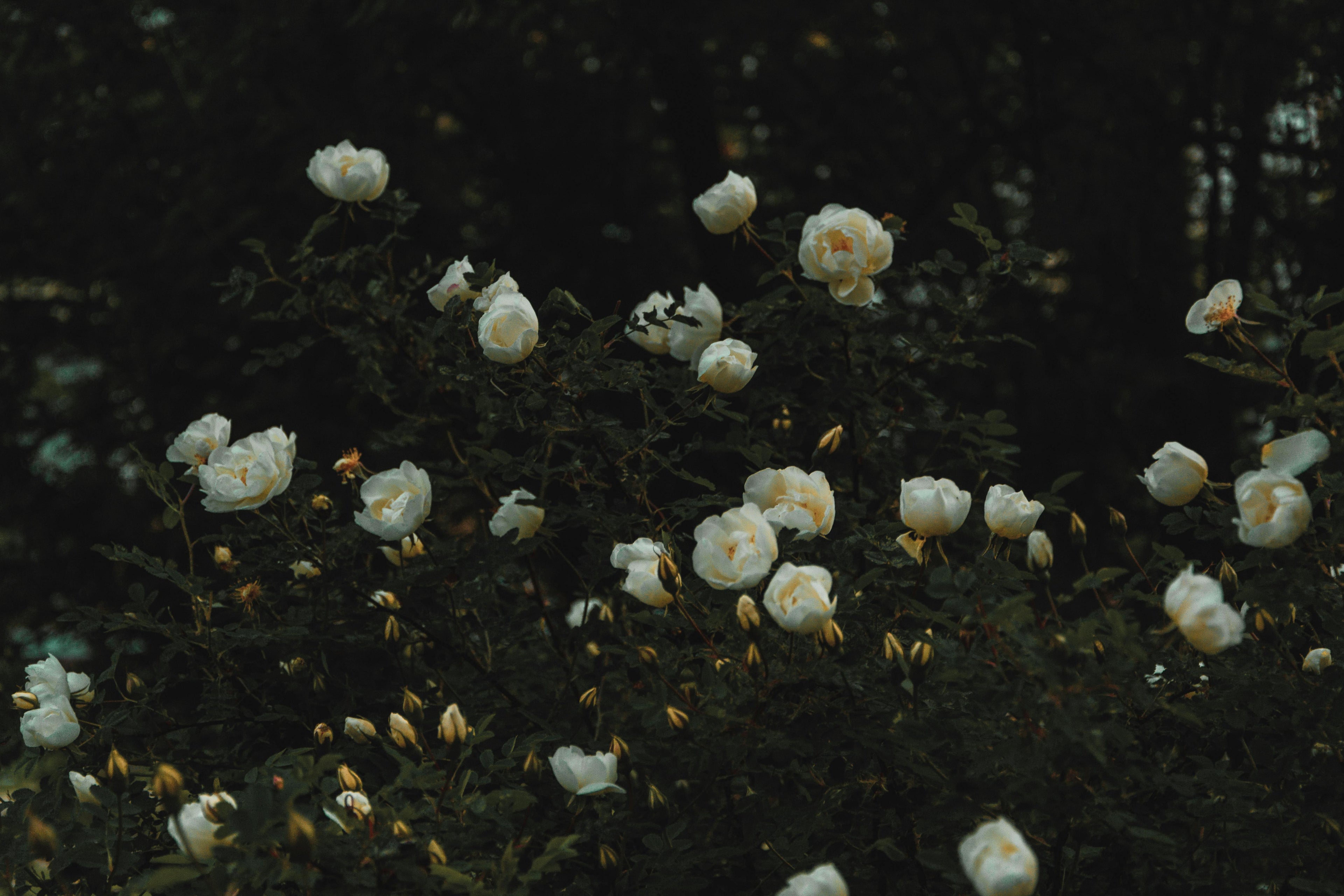 White flowers growing in a dimly lit forest